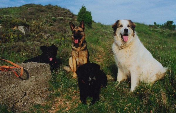 med_The Pack.jpg (600 x 386)